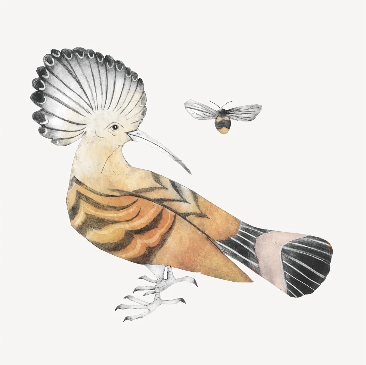 Beatrice Forshall, Hoopoe and Bee (Unframed)