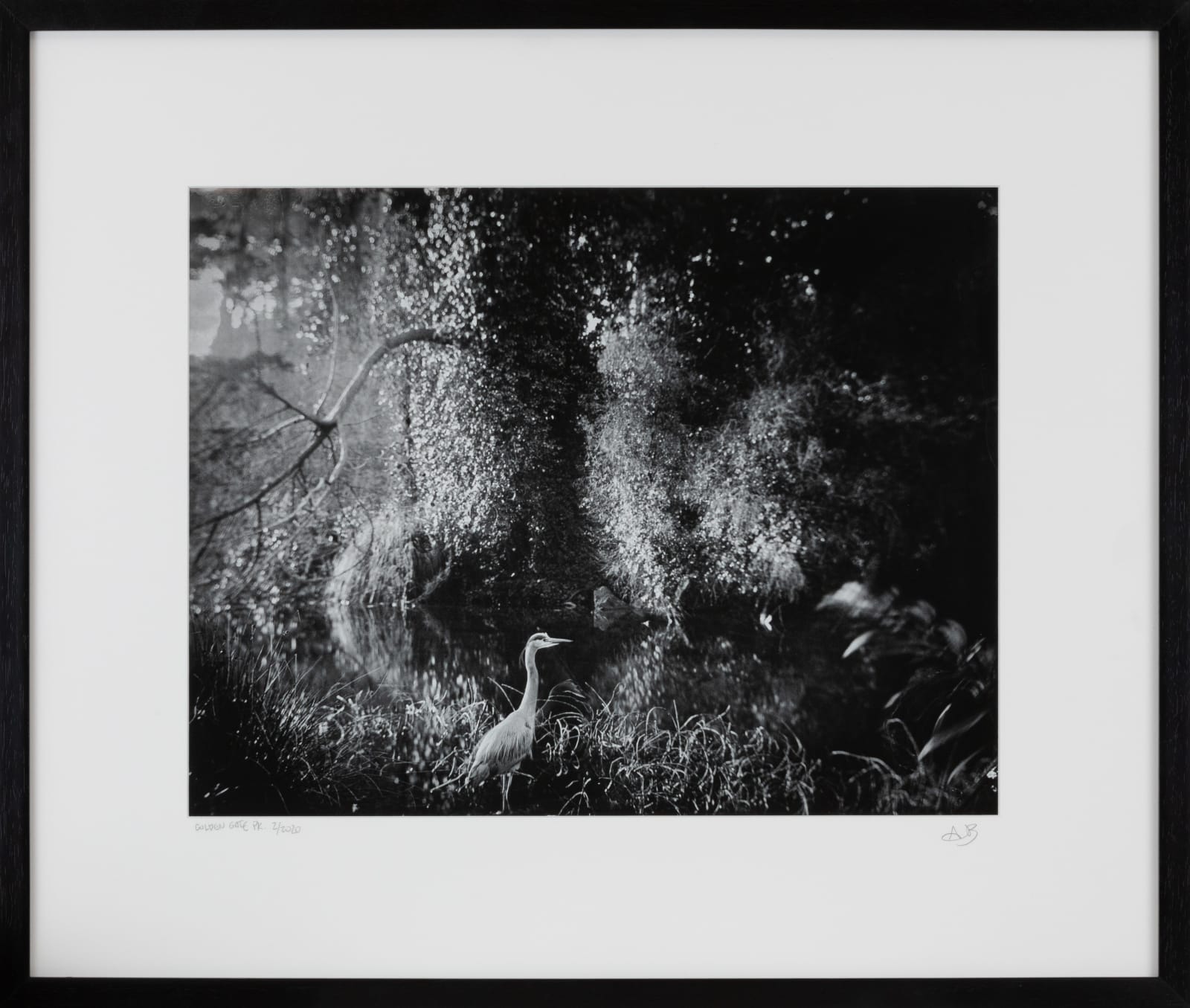 Allan Barnes, Golden Gate Park, Mallare Lake, 2020