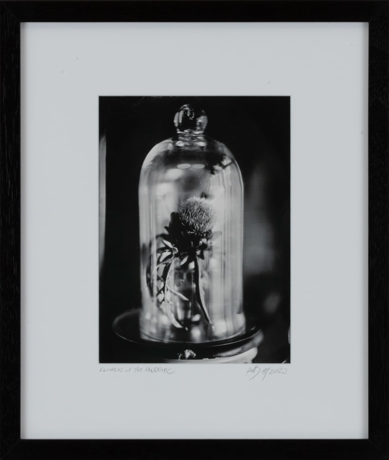 Allan Barnes, Flowers of the Pandemic 11, 2020