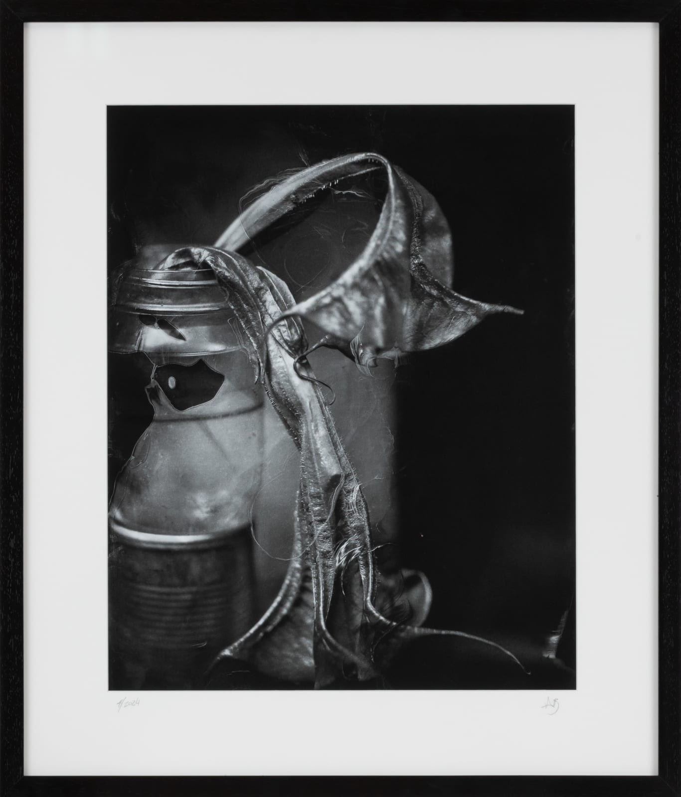 Allan Barnes, Flowers of the Pandemic 15, 2024