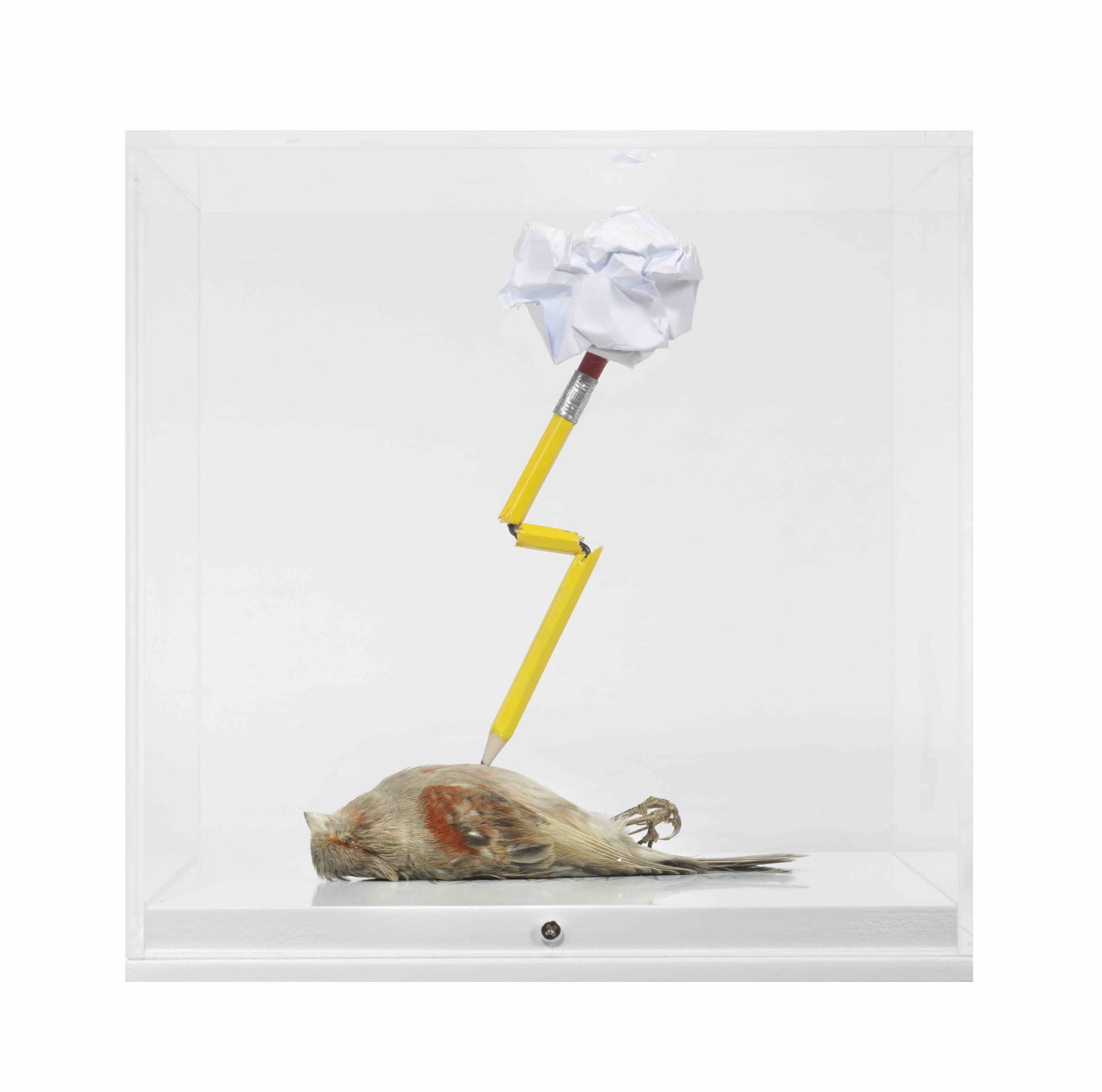 Polly Morgan, Something like this, 2016