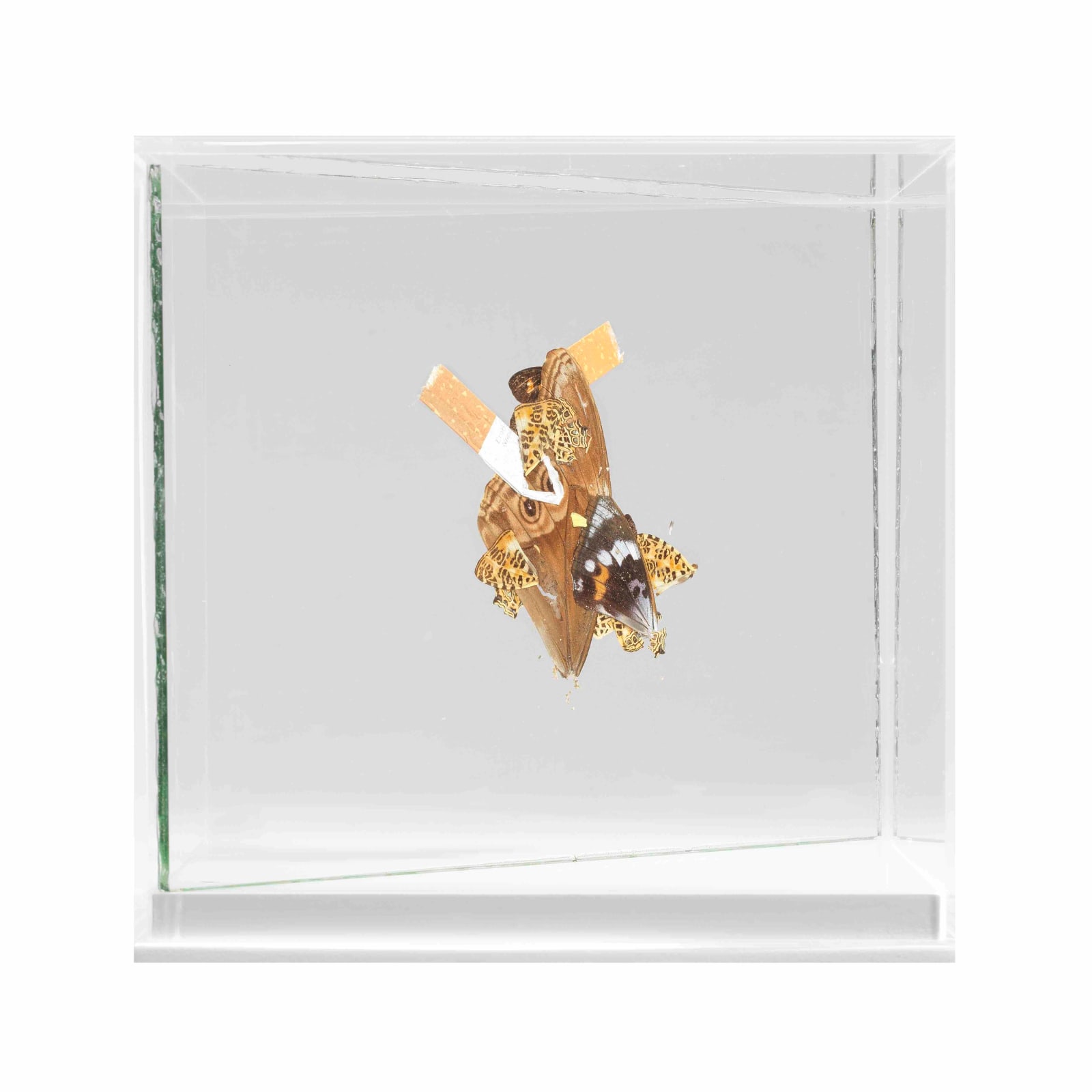 Mat Collishaw, Untitled, 2017