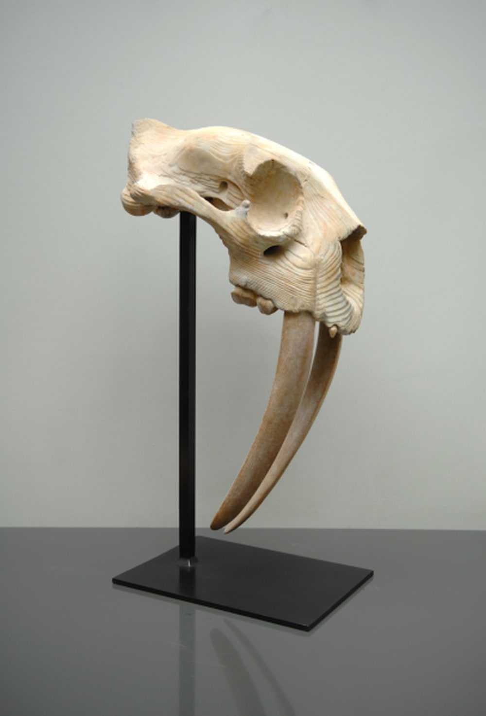 Quentin Garel, Skull of the Saber-tooth Tiger, 2013