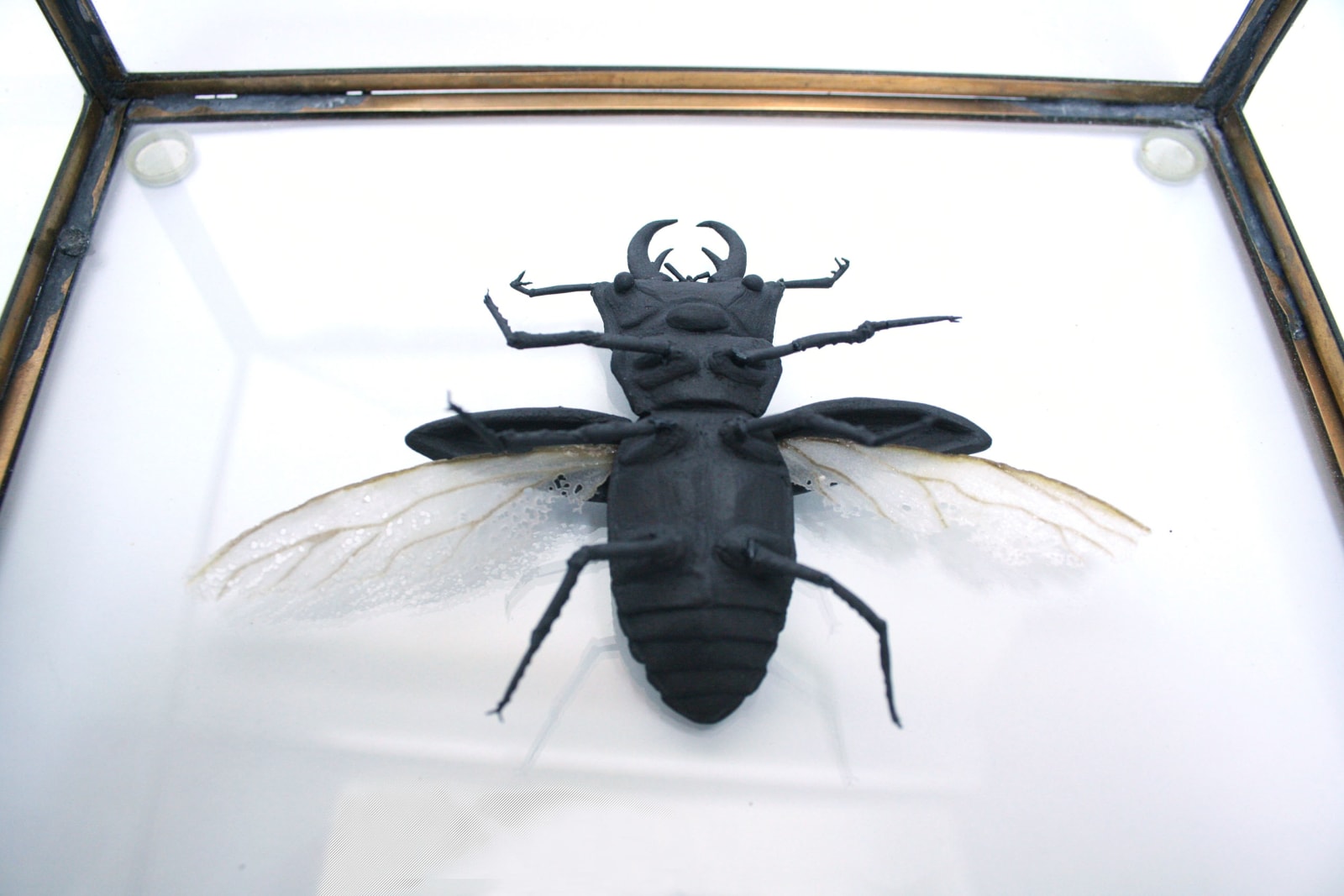 Mary O’Malley, Chinese Stag Beetle, 2017