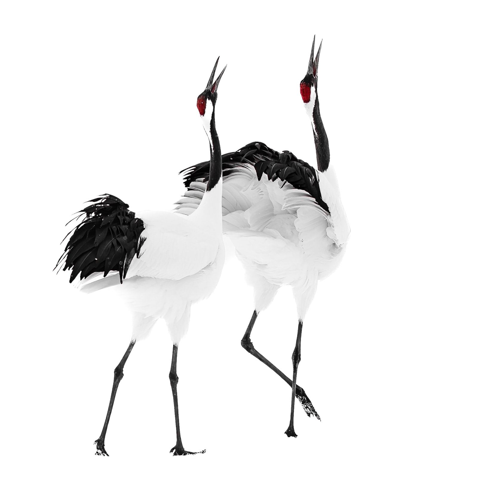 Claire Carroll, Karaoke, 2023