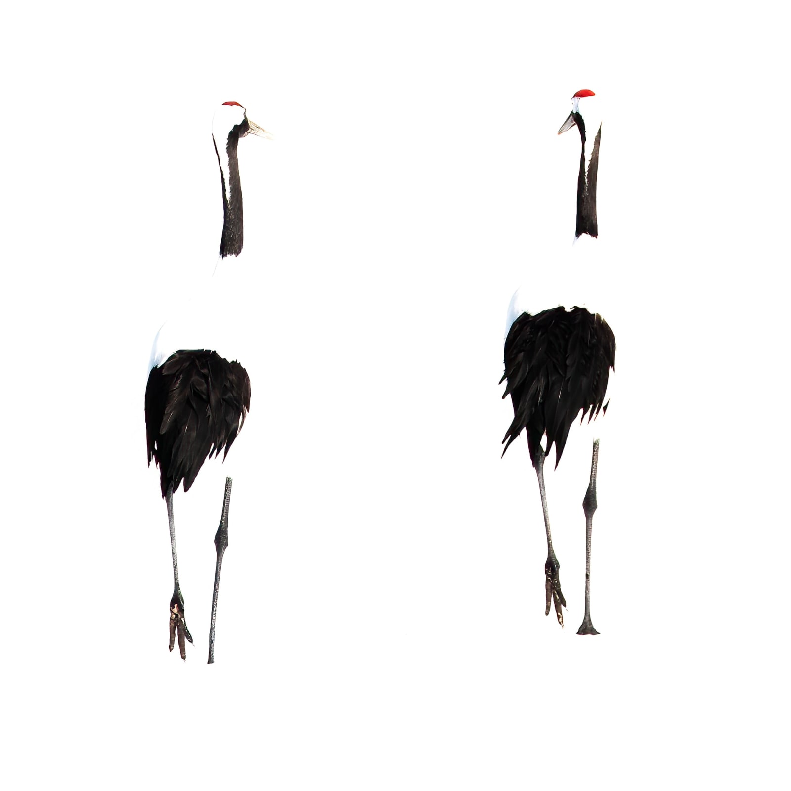 Claire Carroll, Heading Off Together, 2023