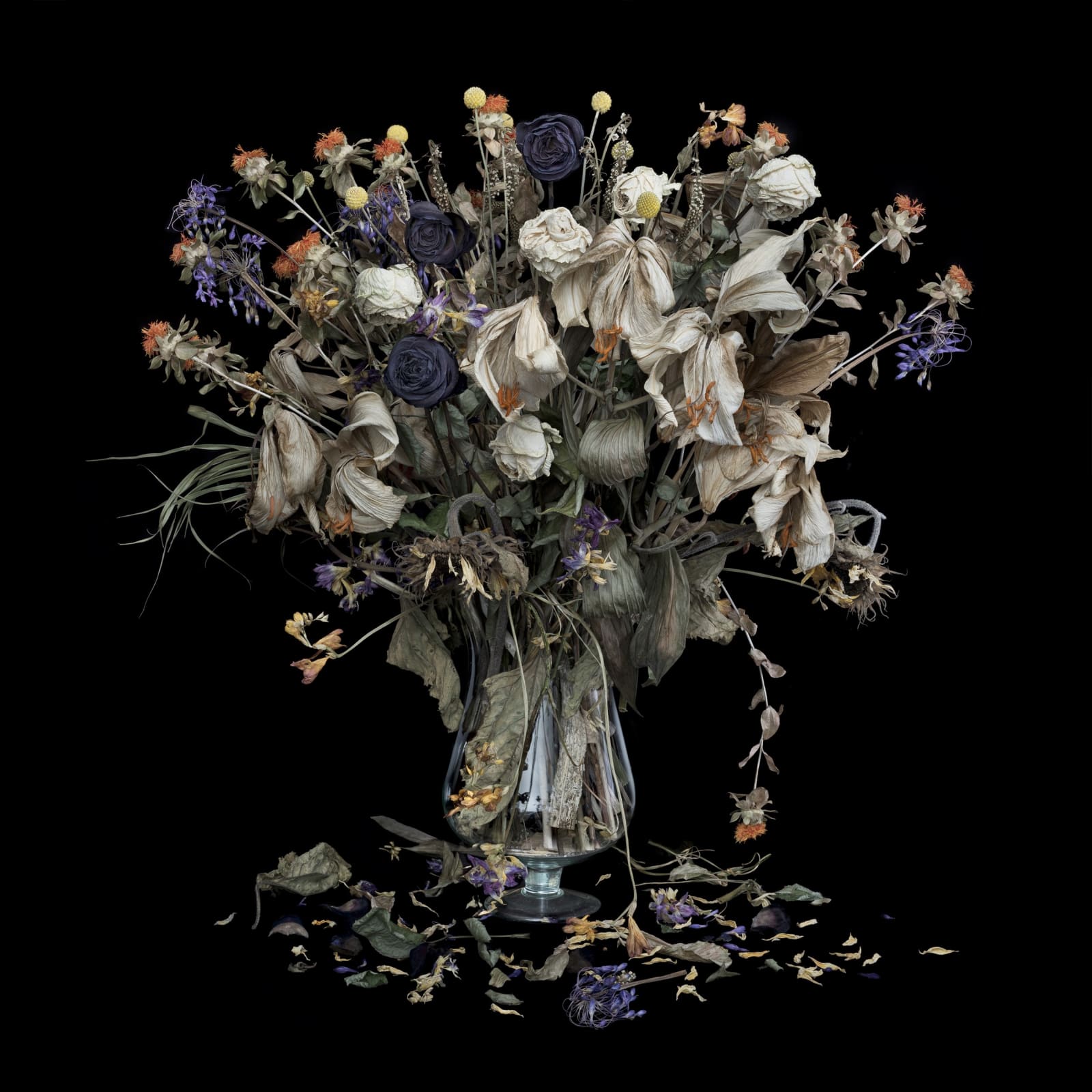 John Phillips, Vanitas XVII, 2015