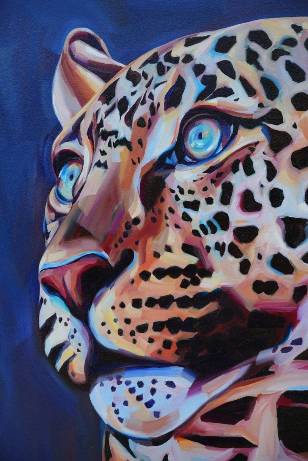 Indian Leopard, 2025