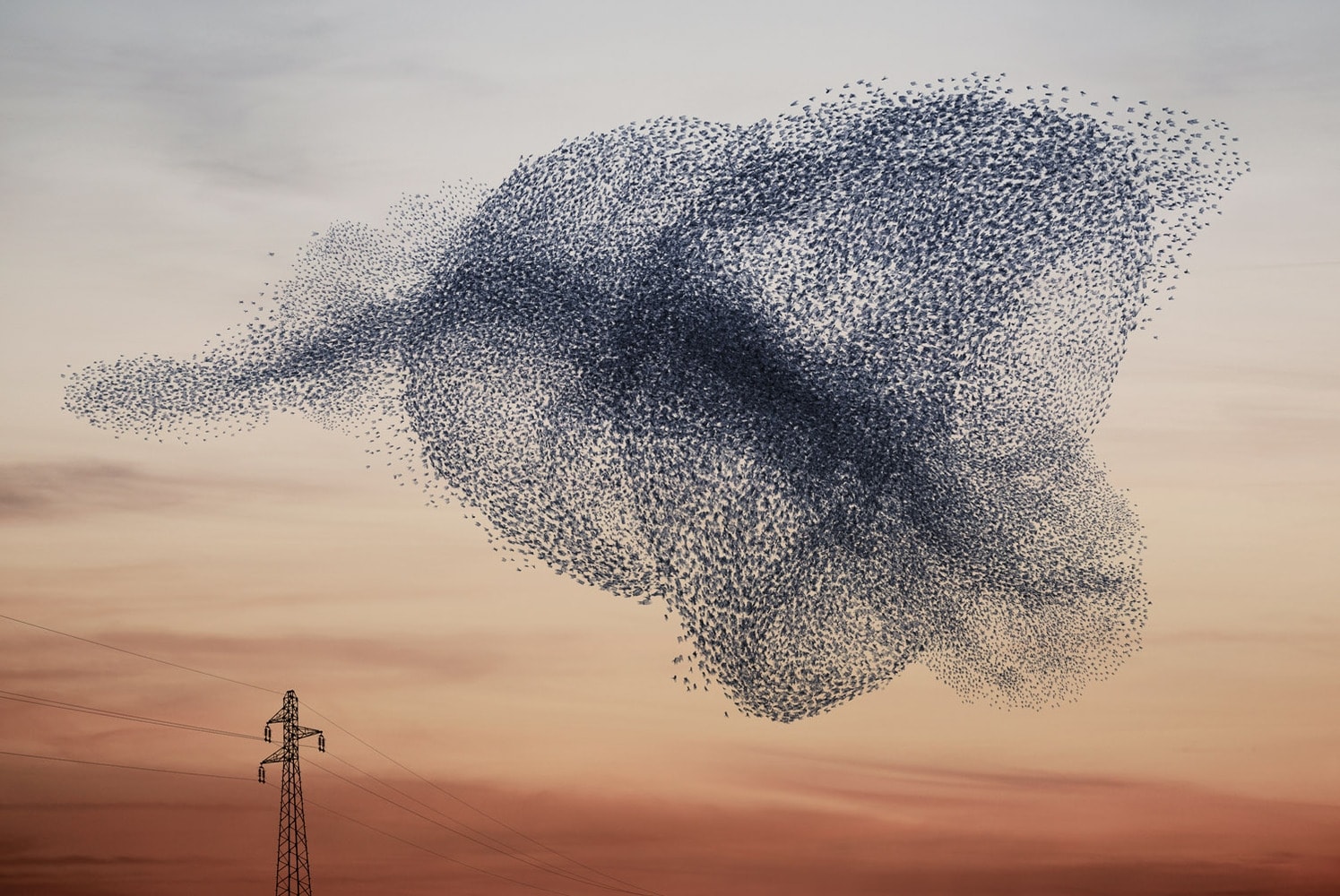 Alain Delorme, Murmuration # 4, 2012-2014