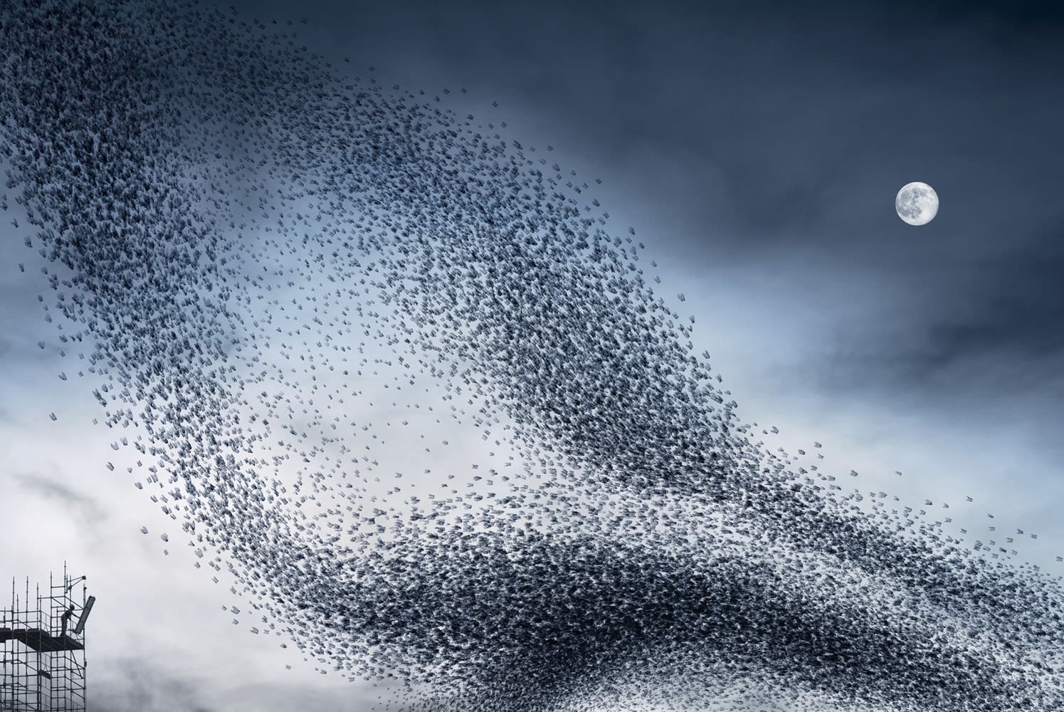Alain Delorme, Murmuration # 7, 2012-2014