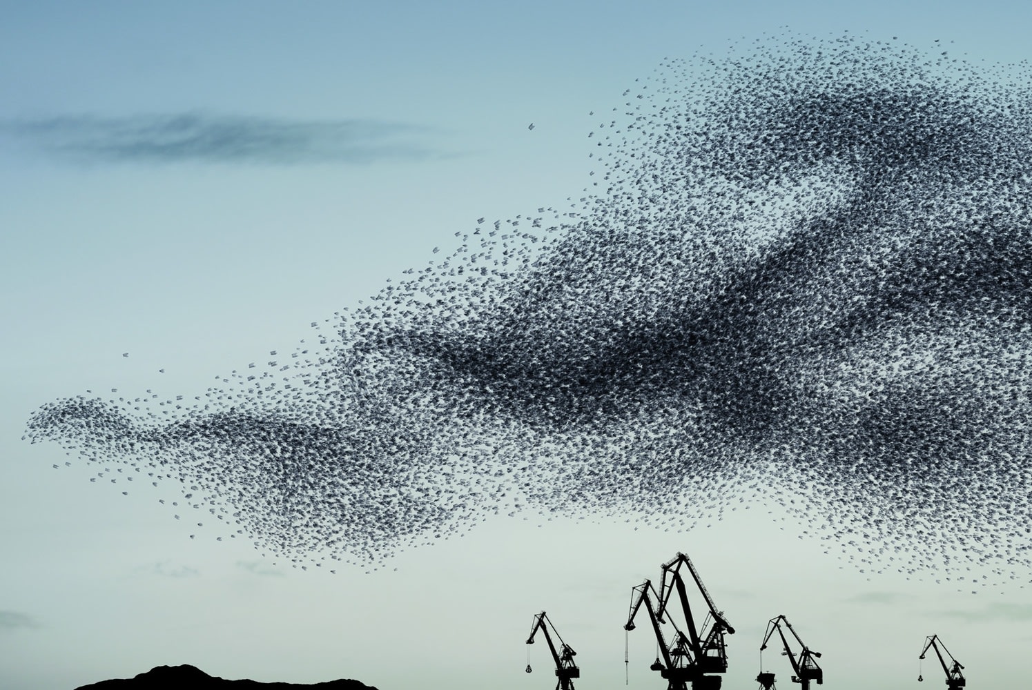 Alain Delorme, Murmuration # 10, 2012-2014