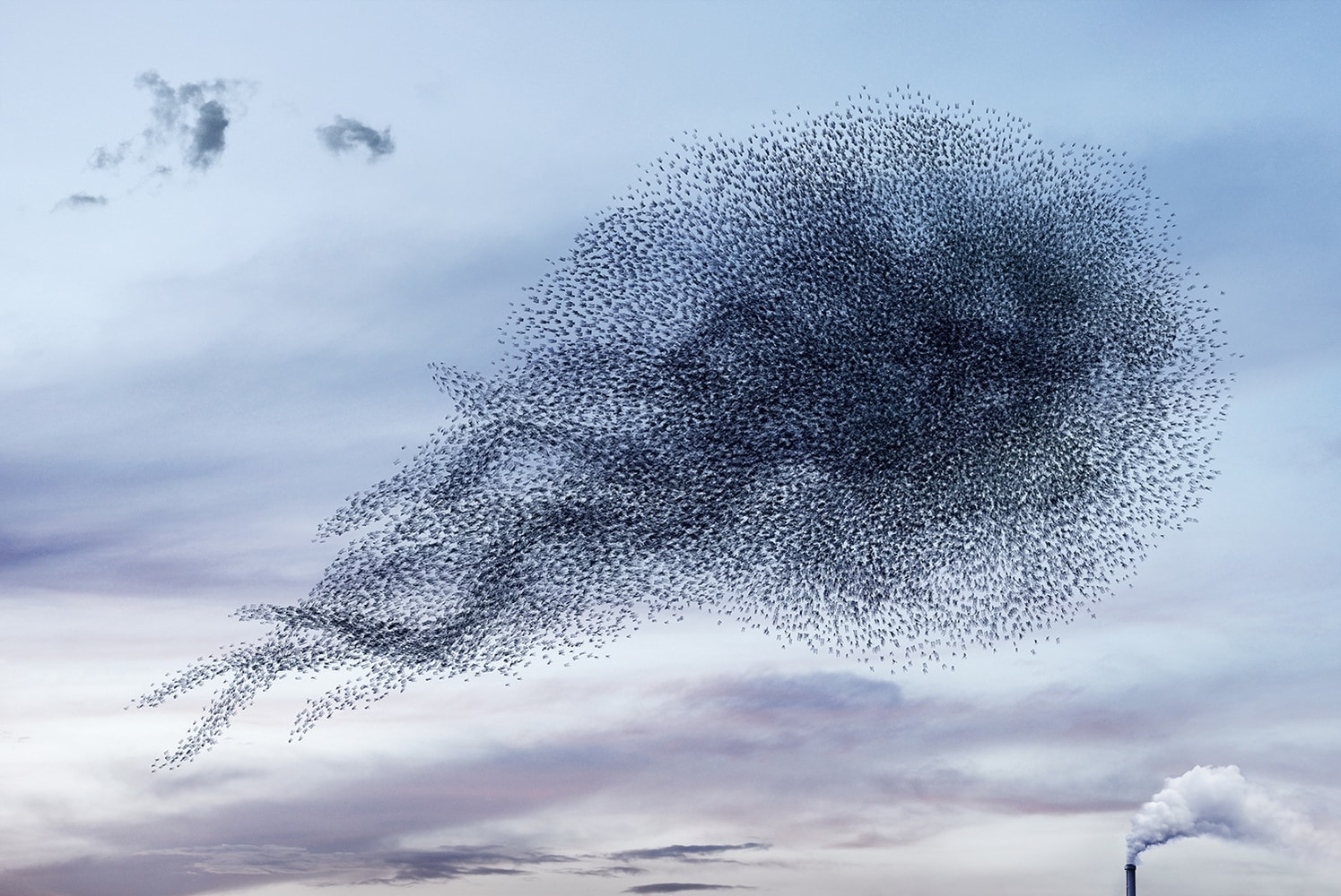 Alain Delorme, Murmuration # 3, 2012-2014
