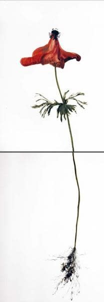 Gael Davrinche, Anemone, 2013