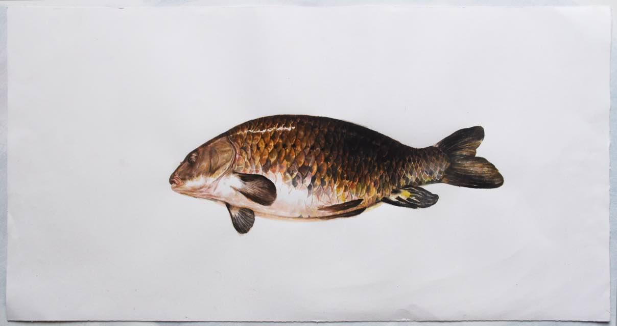 Mirmohammad Fattahi, Dead Fish