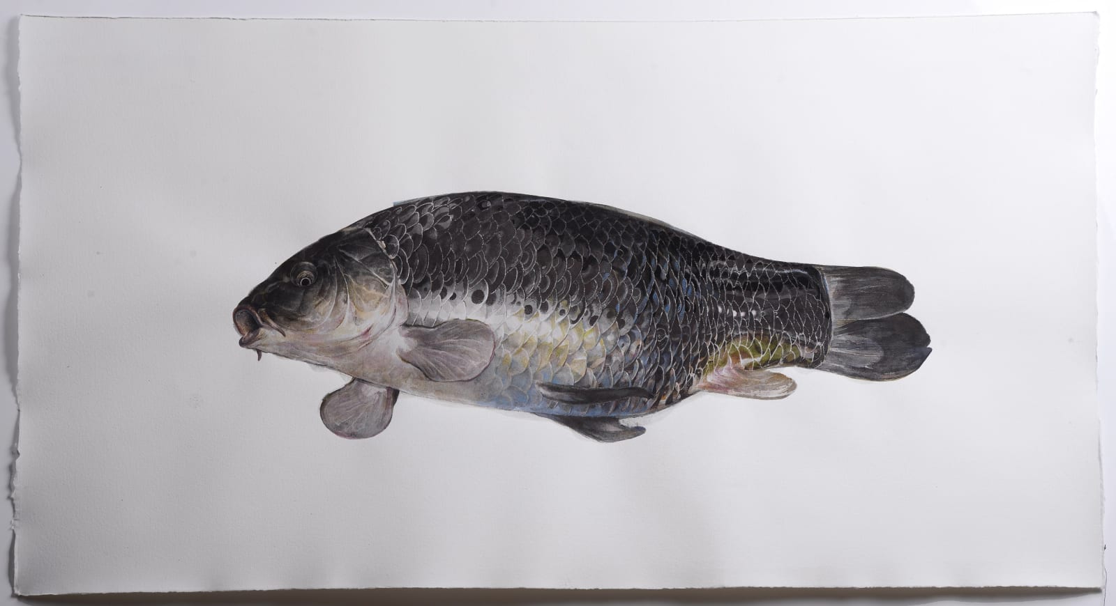 Mirmohammad Fattahi, Dead Fish