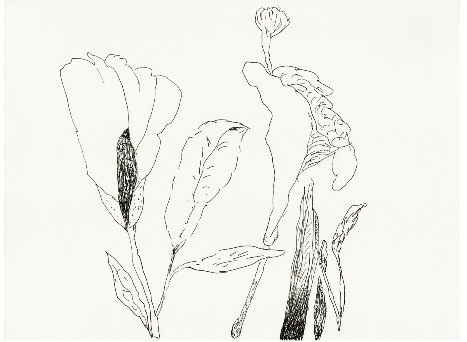 Raana Farnoud,