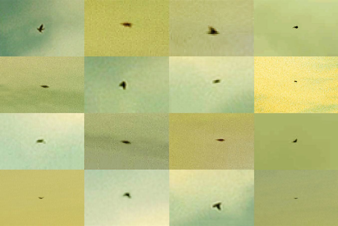 Penelope Umbrico, Suns from Sunsets from Flikr - Out-takes/Birds (Green), 2018