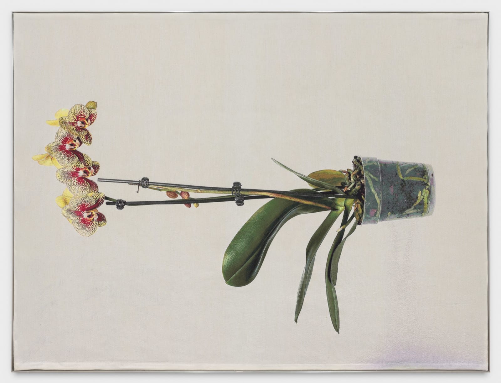 David Hartt, The Histories (after Heade), 2020