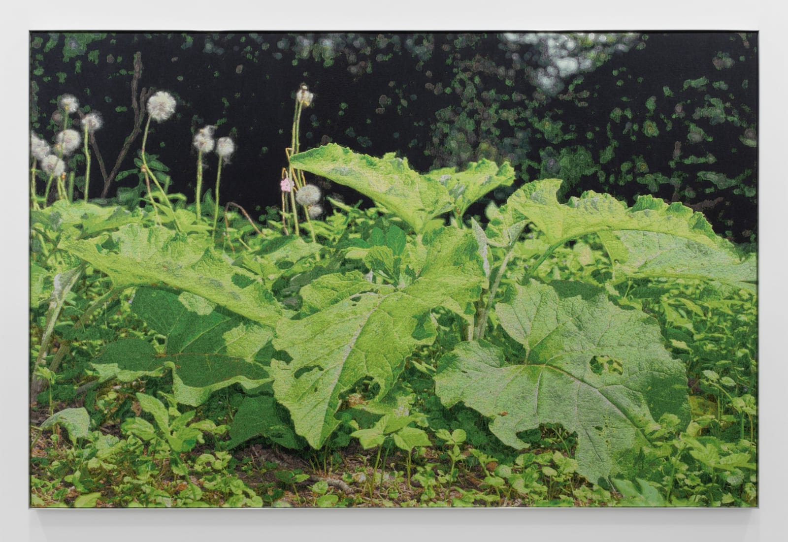 David Hartt, The Garden (Acrtium Iappaceum, Glechoma Hederacea, Aegopodium Podagraia, Taraxacum Officinale, Silene Dioica / Heemstede, Netherlands / May 24, 2023), 2023