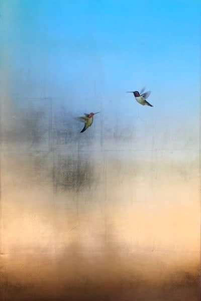 Carolyn Reynolds, Hummers in Blue Over Gold, 2018