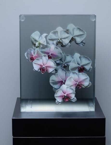 James Galindo, Untitled (White and Pink), 2019