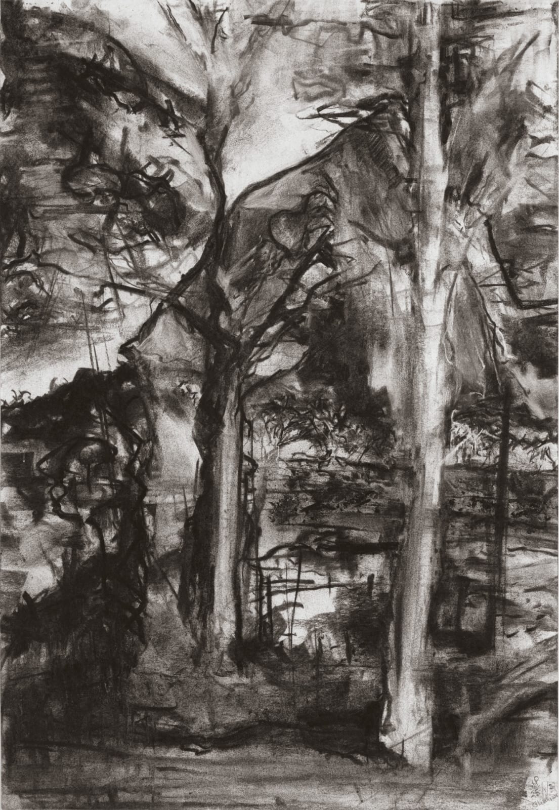 Julien Playoust, Ghost trees near Glasshouse Mountains, 2020