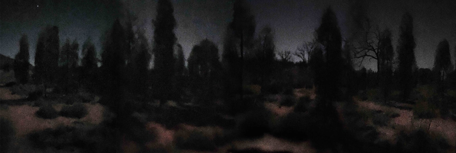 Ana Pollak, Venus With Desert Oaks, 2025