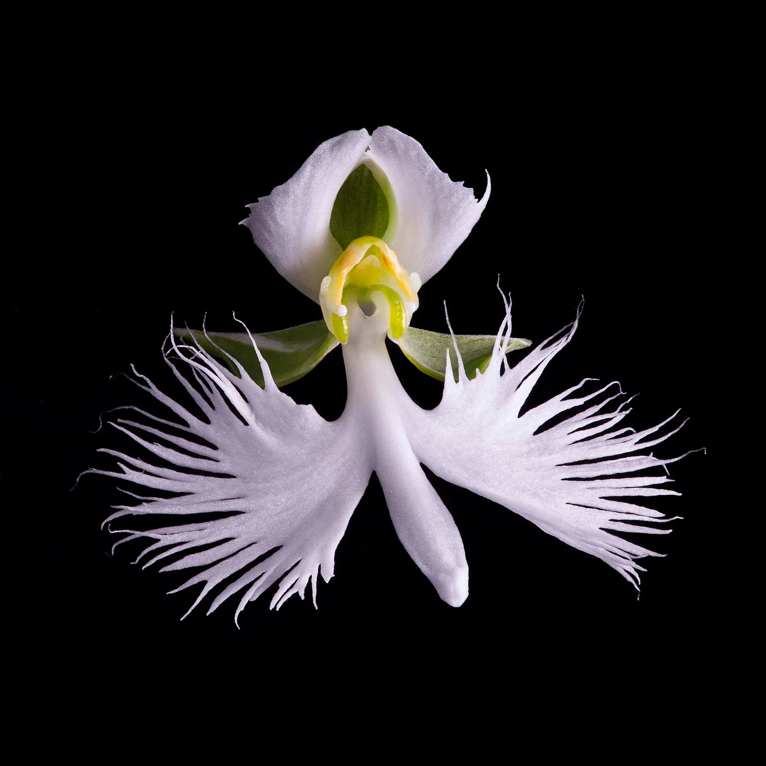Rob Munday, Naturalium 4 (White Dove Orchid), 2017