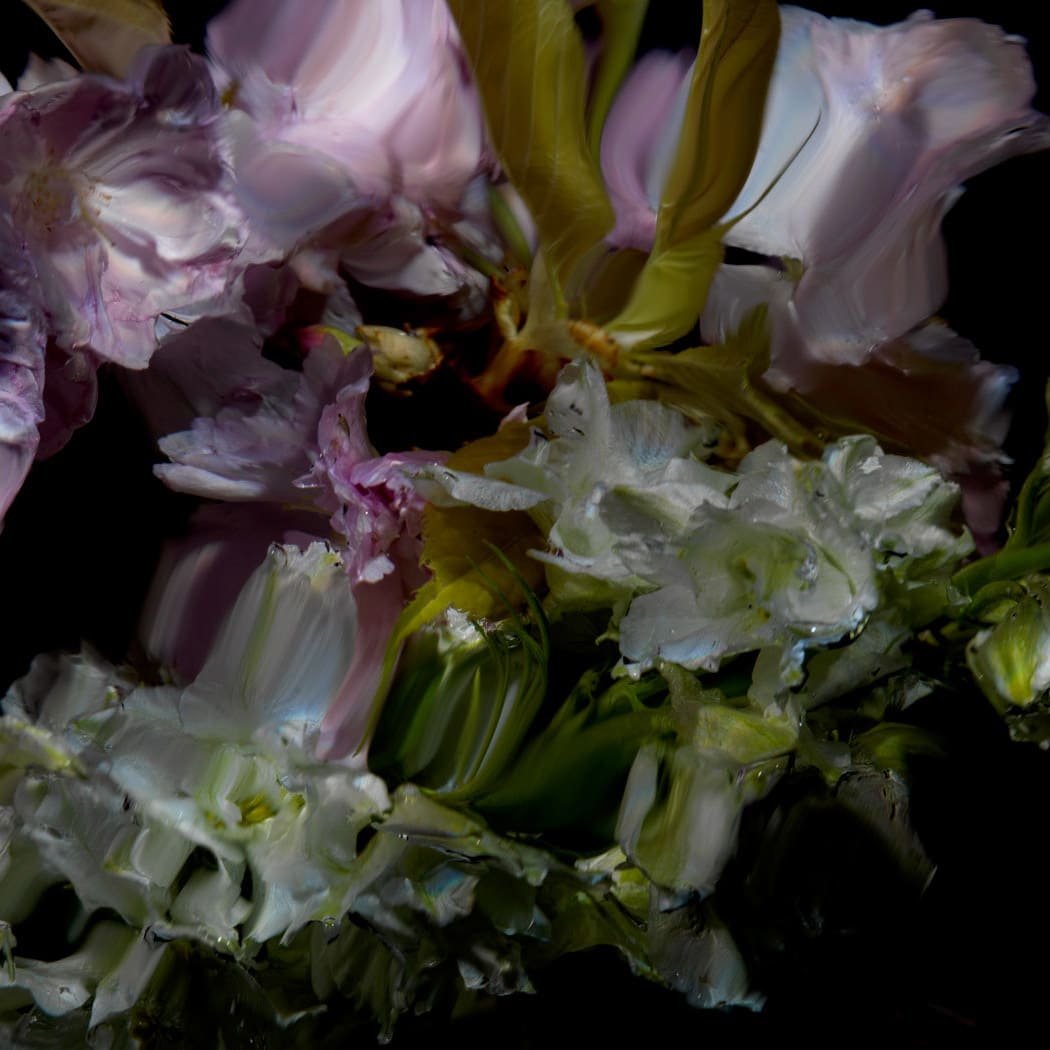 Alexander James Hamilton, Floral Study [0498], 2012