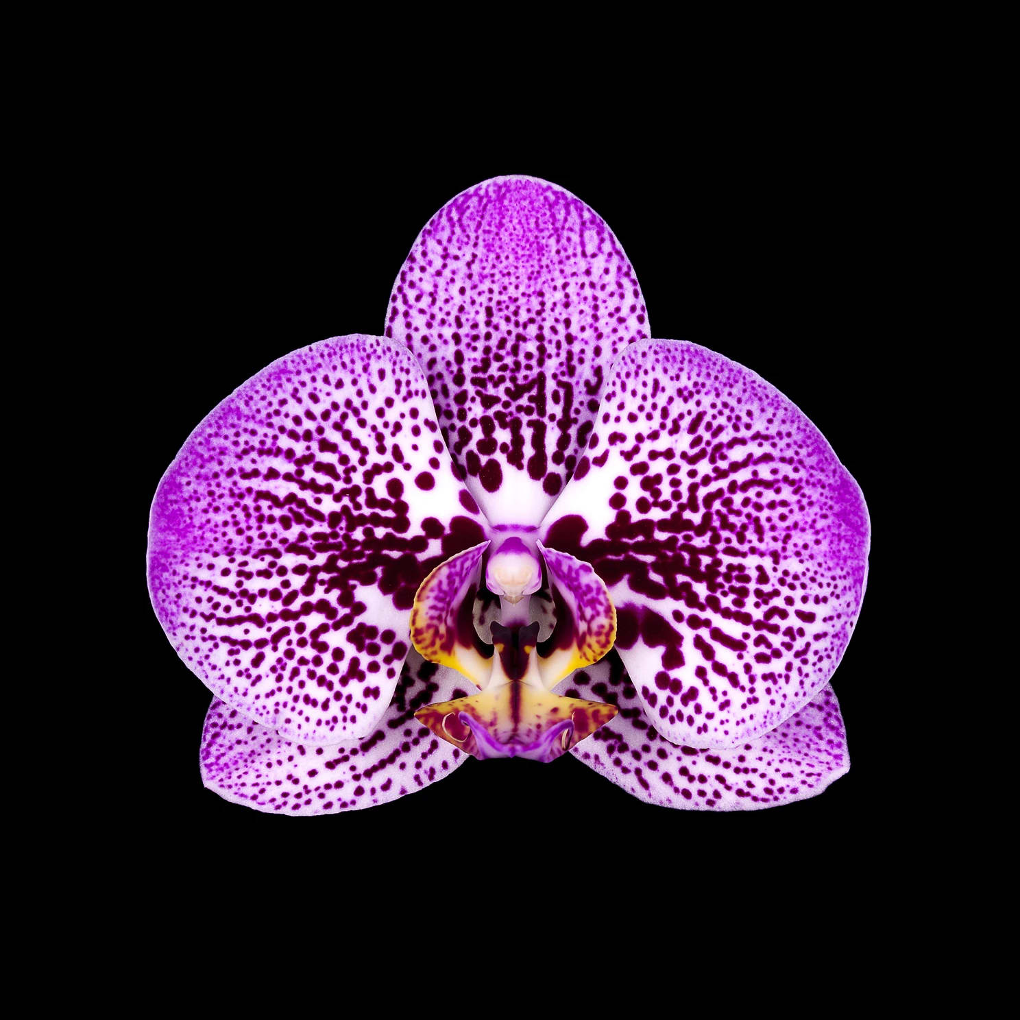 Rob Munday, Naturalium 6 (Moth Orchid), 2017