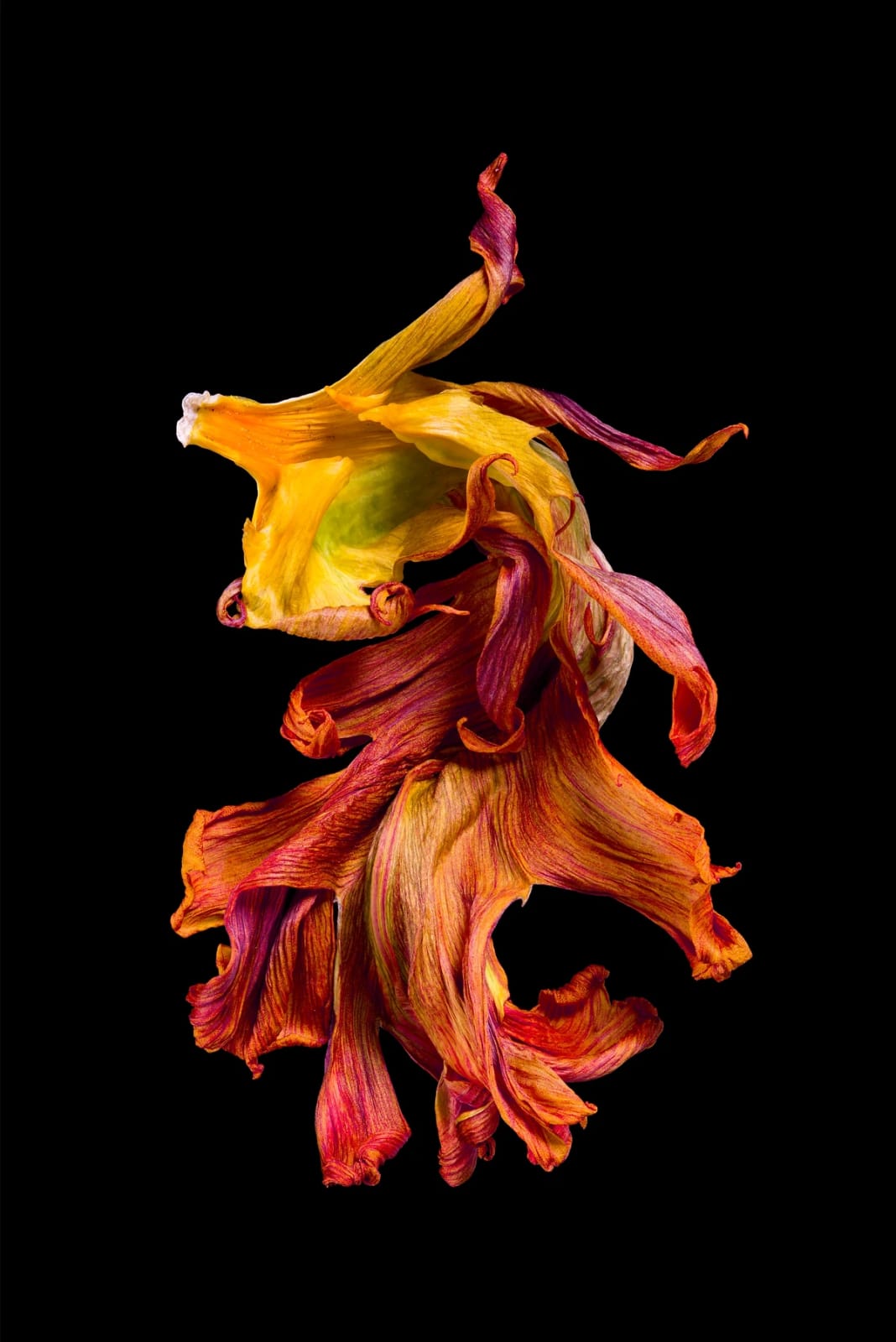 Rob Munday, Entropy's Dance [Septimo], 2022