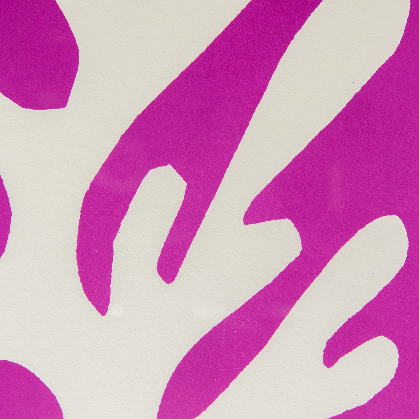 Henri Matisse, Algue Blanche sur fond Viole, 1960