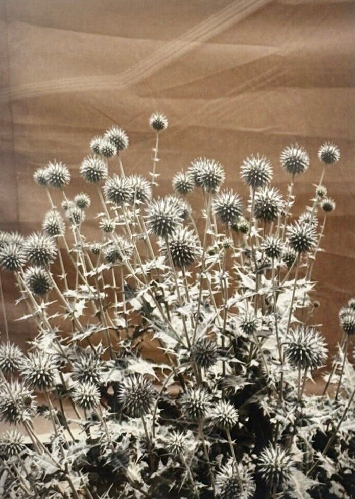 David Bailey, Thistle, Afghanistan, 2010