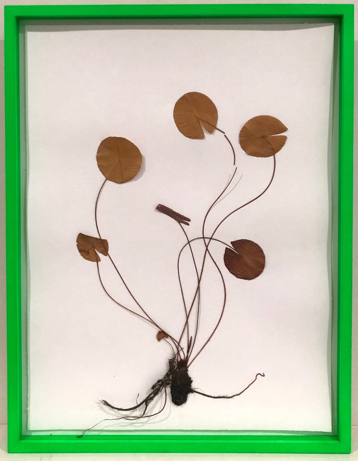 Olafur Eliasson, Herbarium, 2021