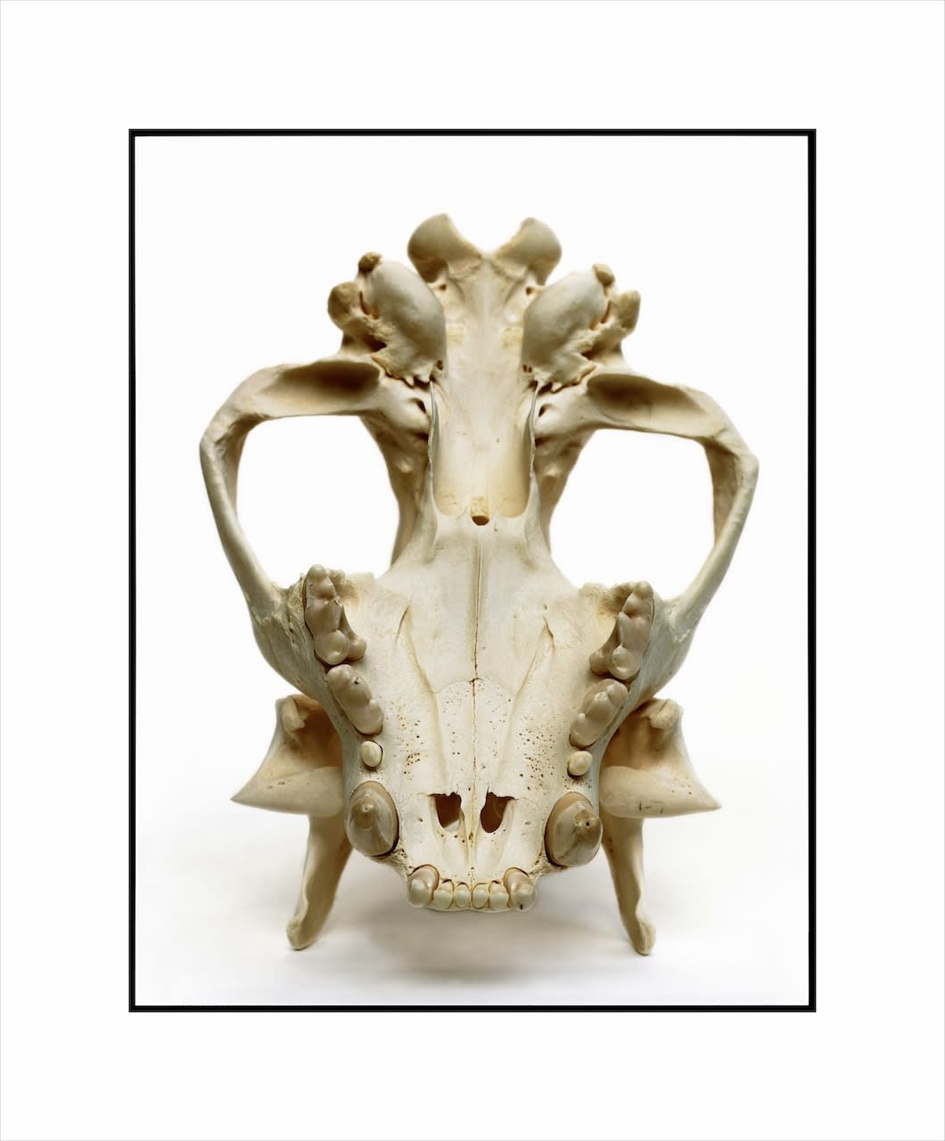 David Bailey, Tiger Skull, c. 2003