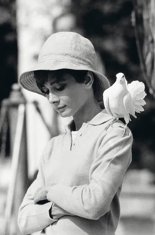 Terry O'Neill, Audrey Hepburn with Dove, T