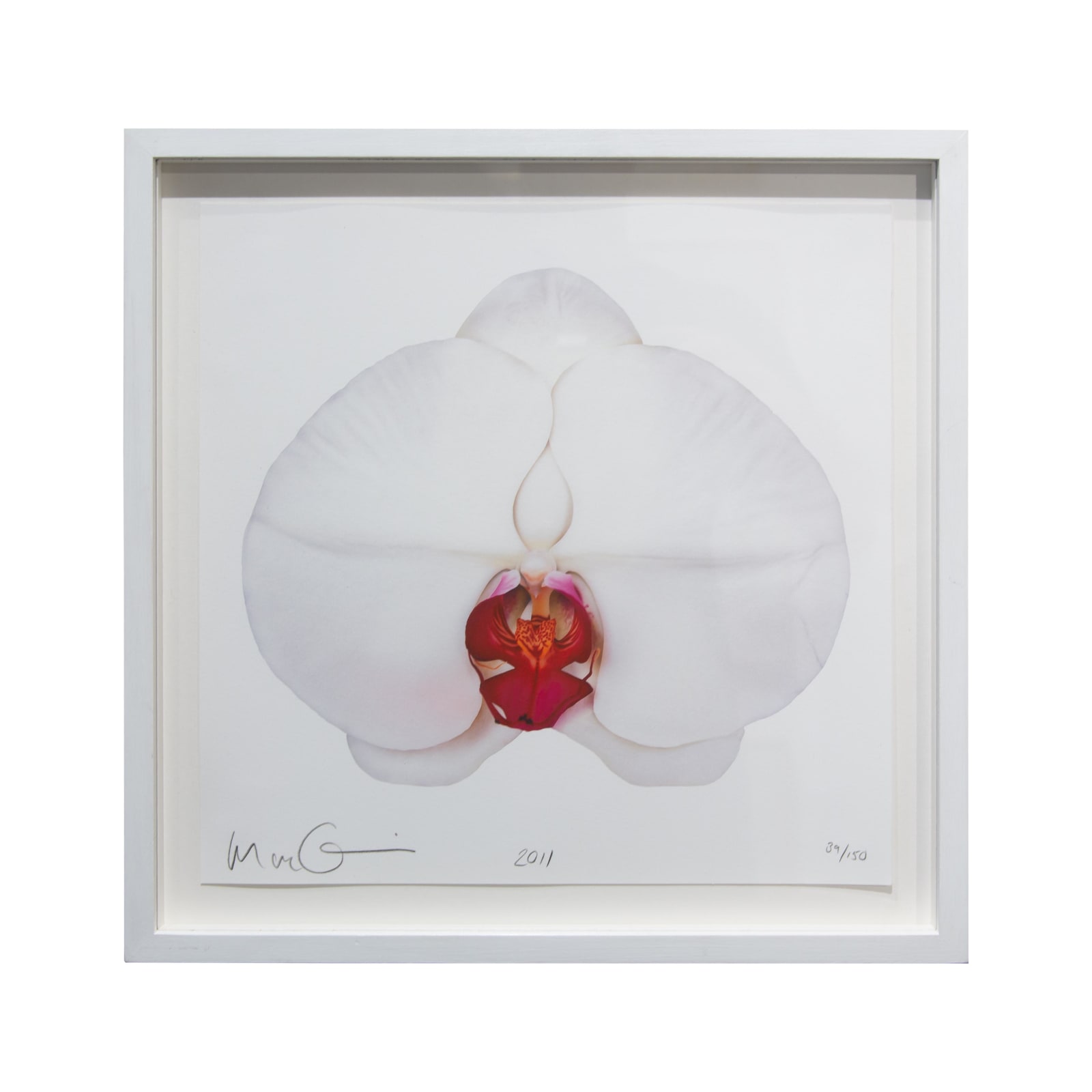 Marc Quinn, White Orchid, 2011