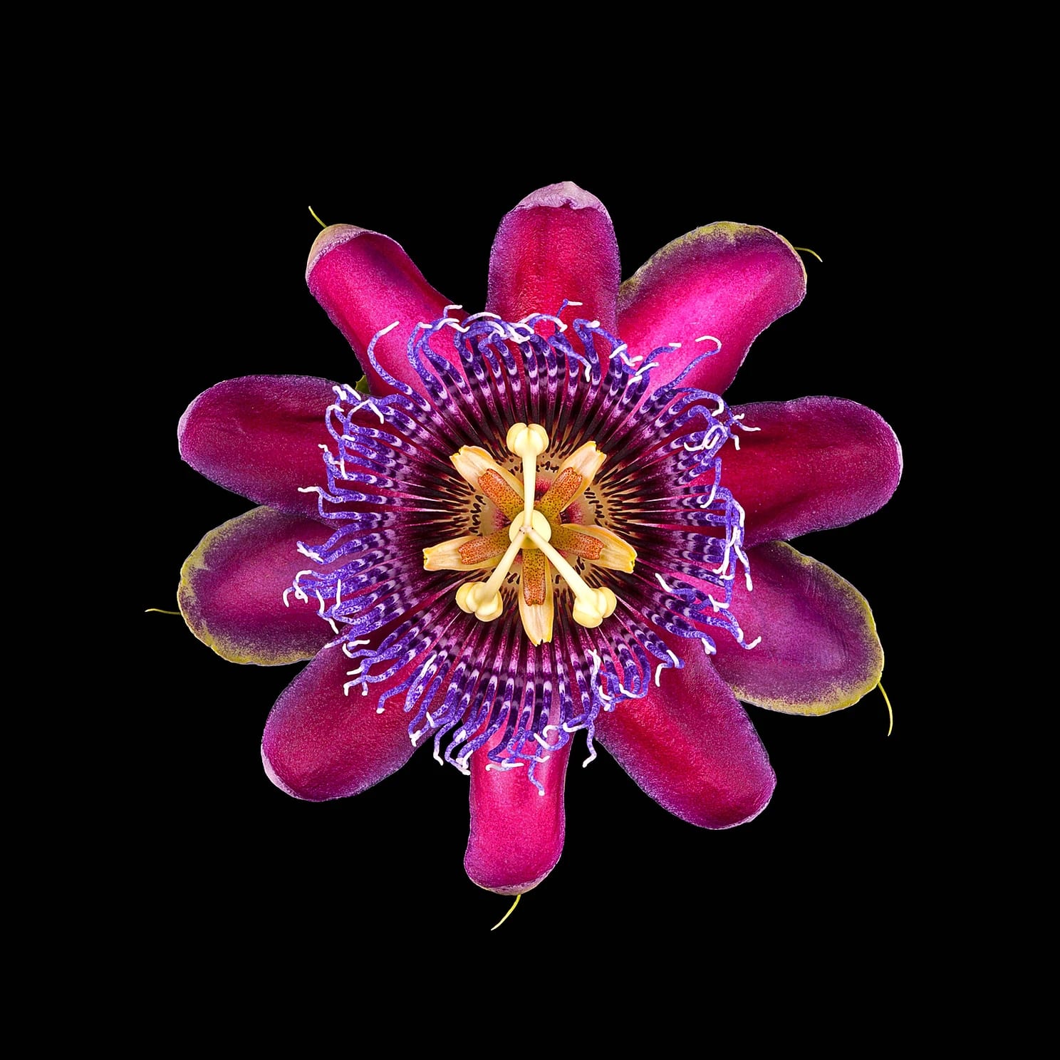 Rob Munday, Naturalium 3 (Passion Flower), 2017