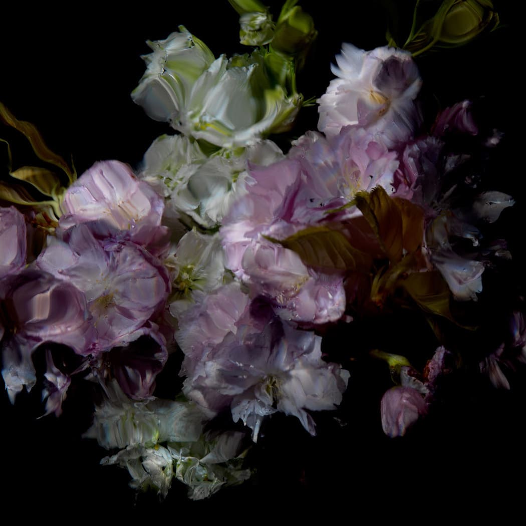 Alexander James Hamilton, Floral Study [0503], 2012