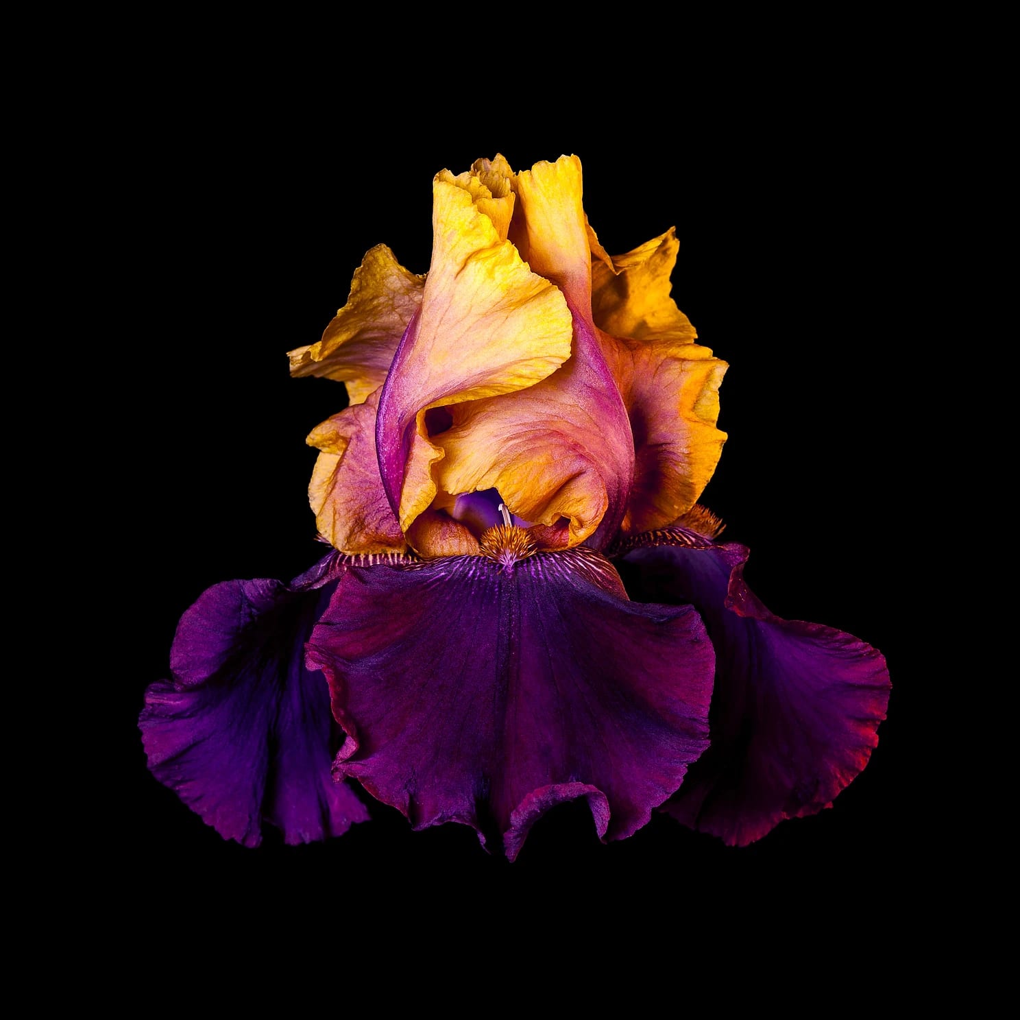 Rob Munday, Naturalium 5 (Bearded Iris), 2017