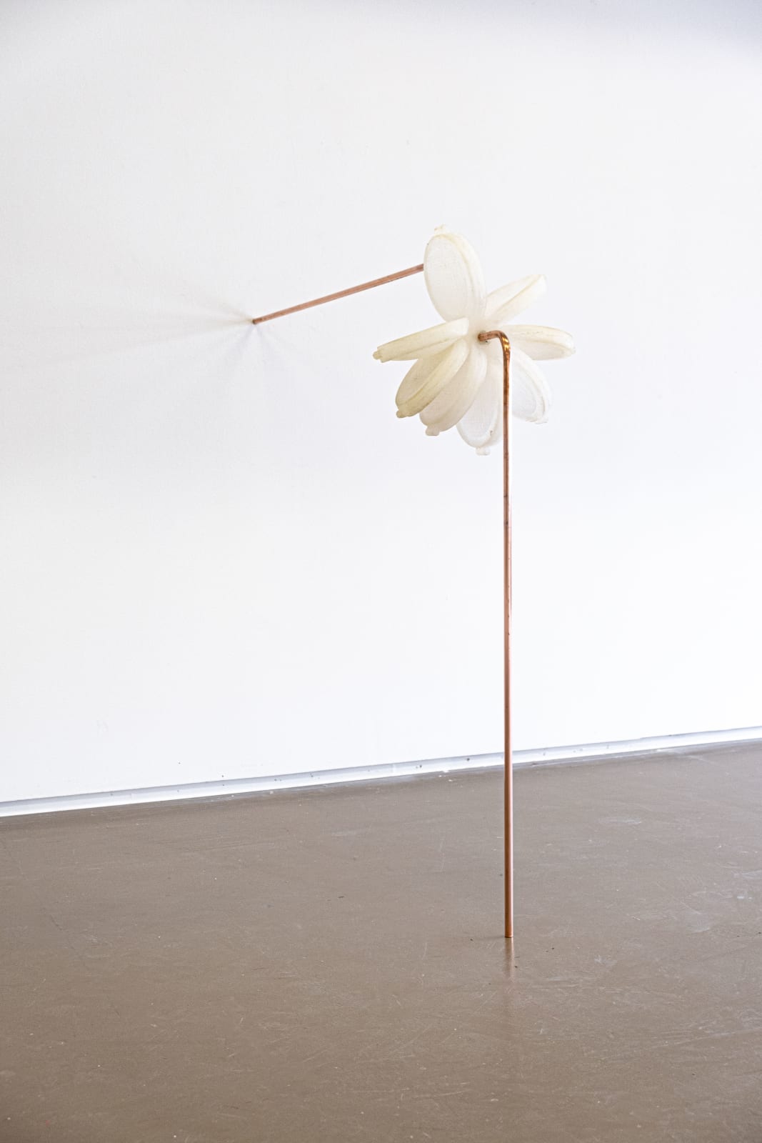 Zoé Brisset, Halo, 2024