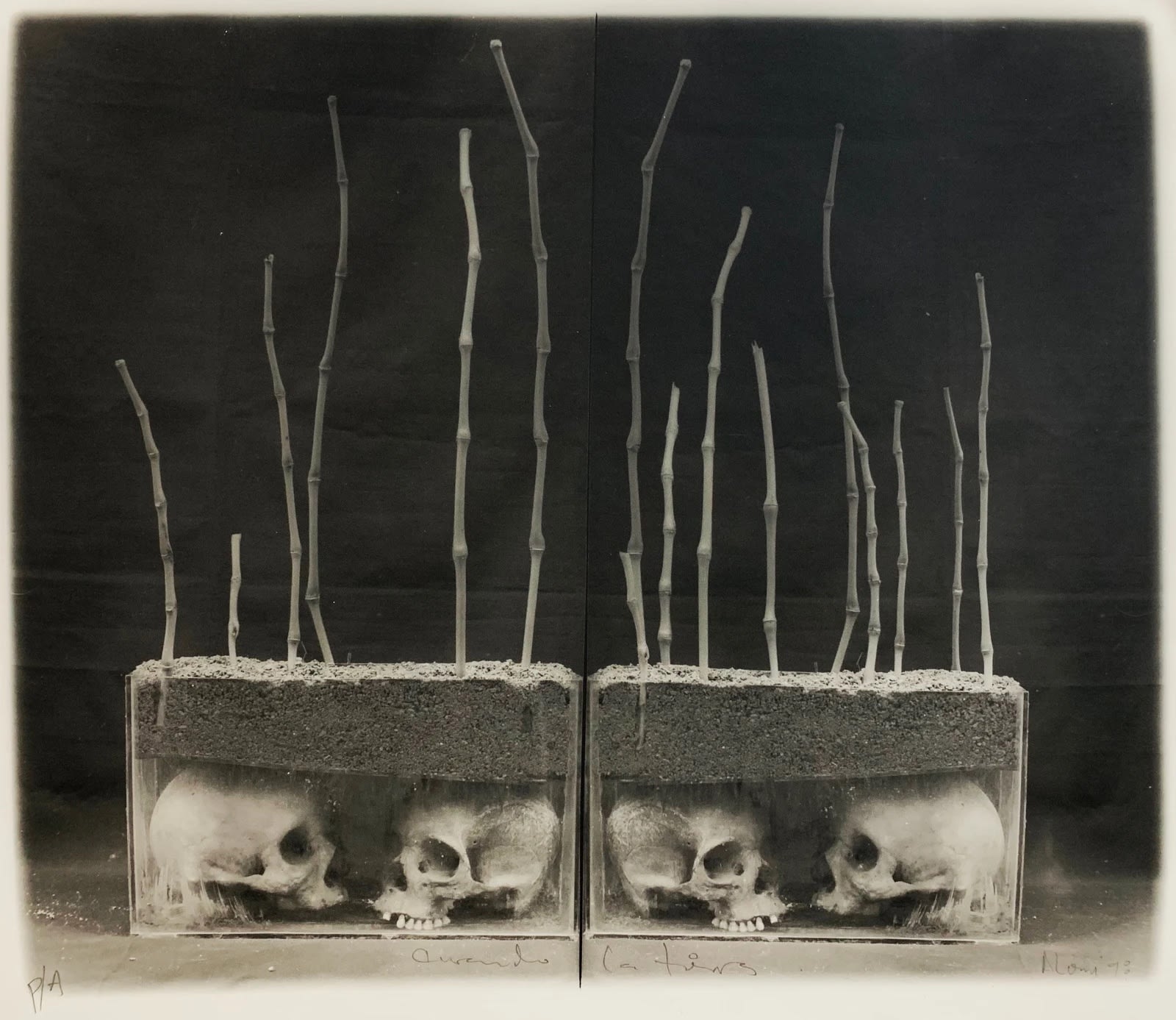 Juan Carlos Alom, Curando La Tierra, 1998