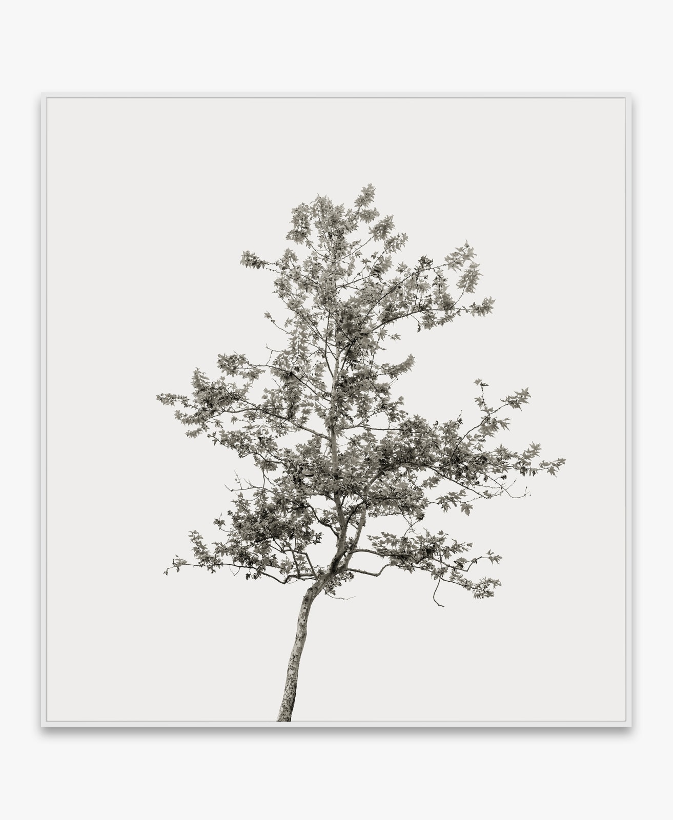 Amir Zaki, Tree Portrait #32, 2012