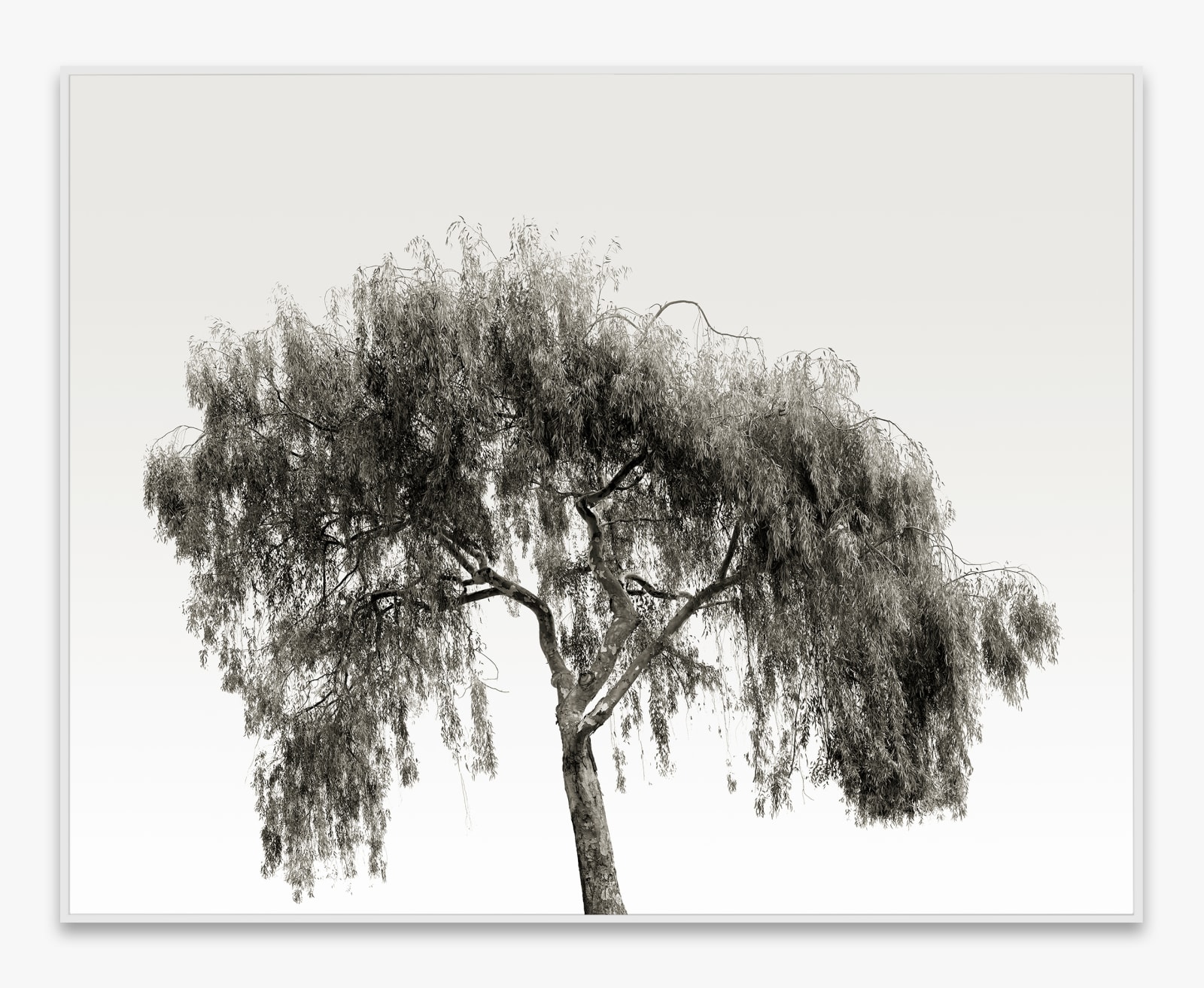 Amir Zaki, Tree Portrait #28, 2012