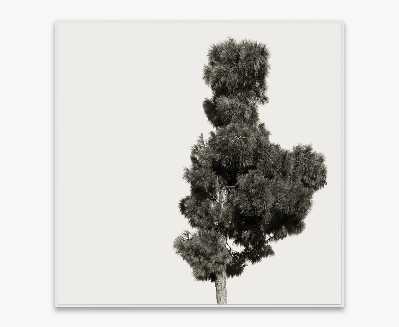 Amir Zaki, Tree Portrait #17, 2012