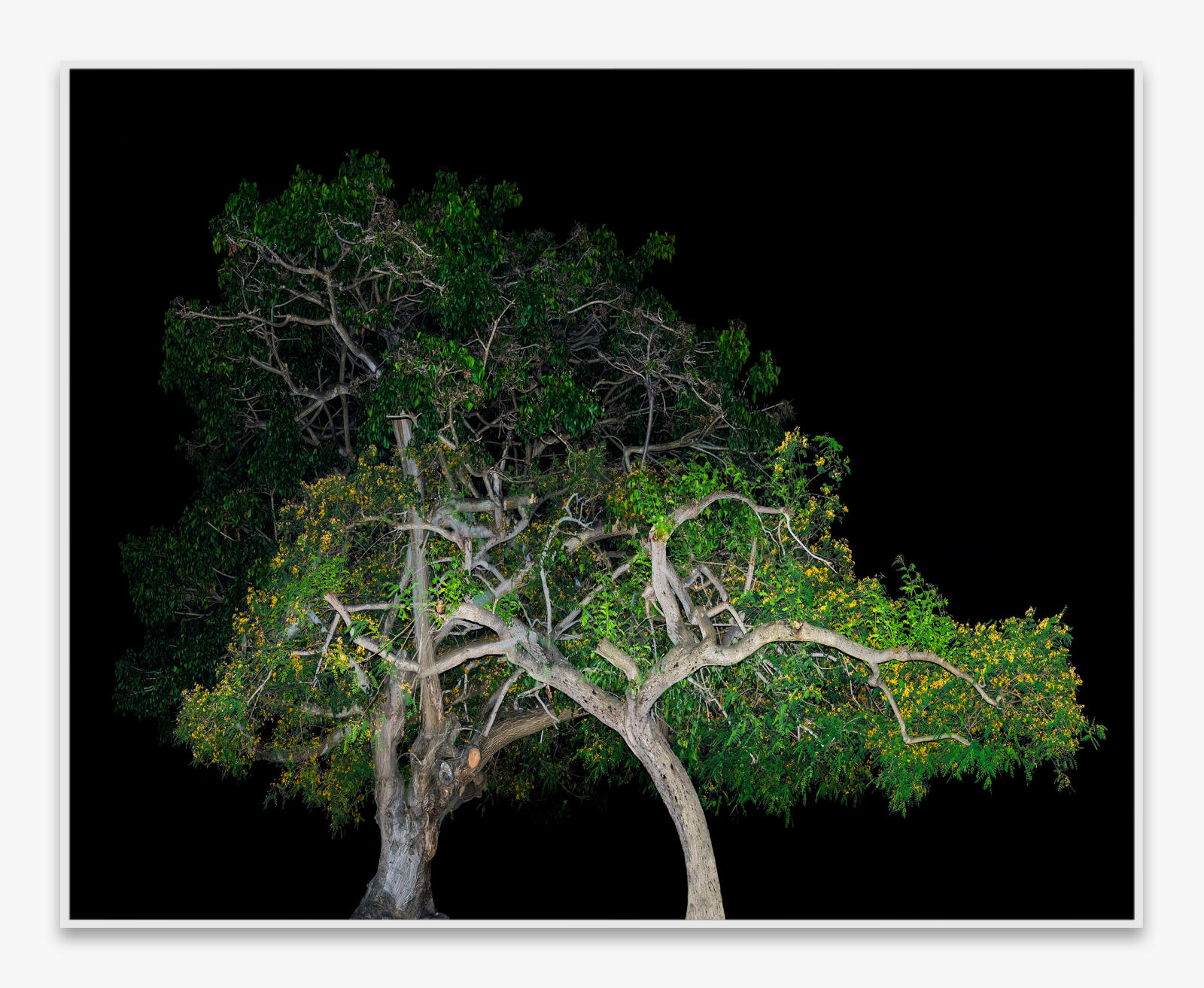 Amir Zaki, Strangers, 2017