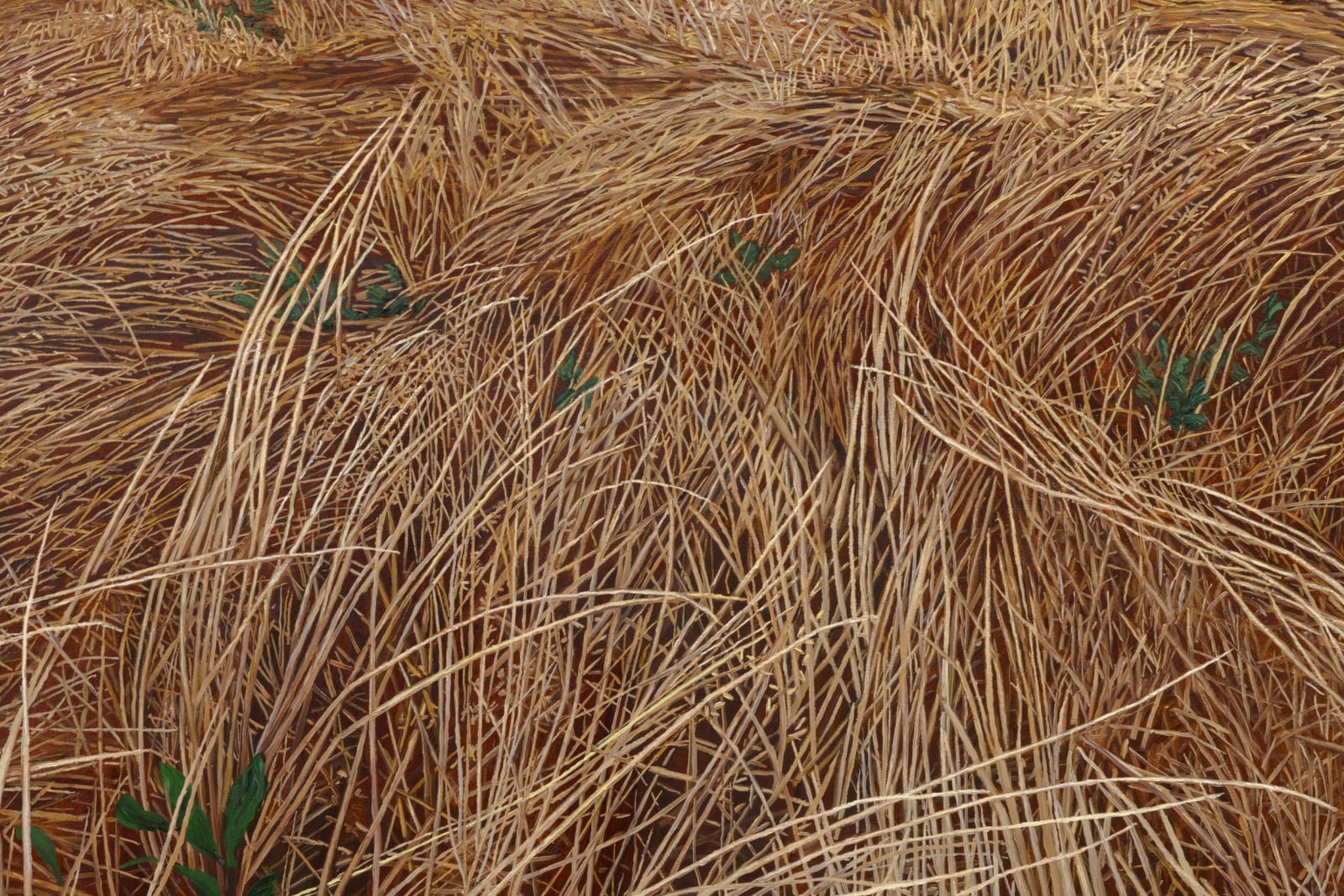 Pam Posey, Field Study, 2024