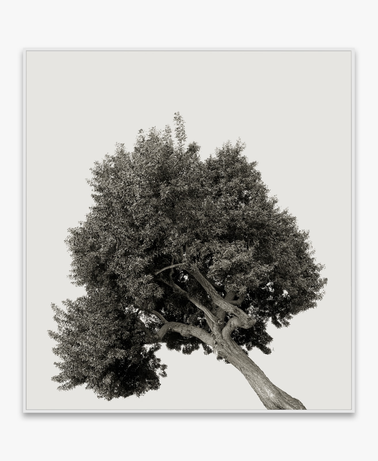 Amir Zaki, Tree Portrait #12, 2012