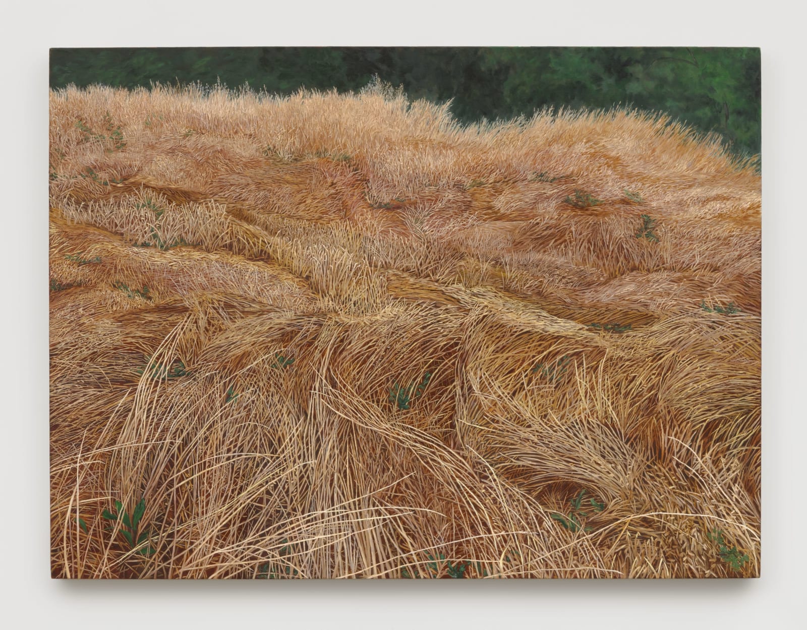 Pam Posey, Field Study, 2024