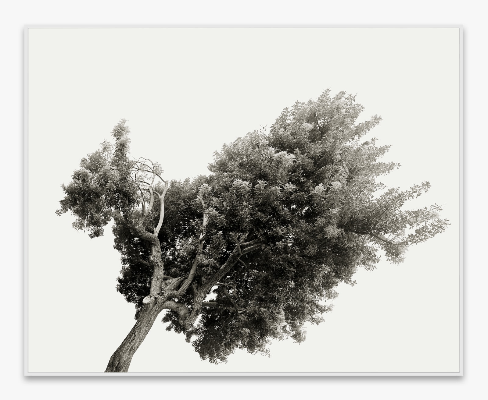 Amir Zaki, Tree Portrait #21, 2012